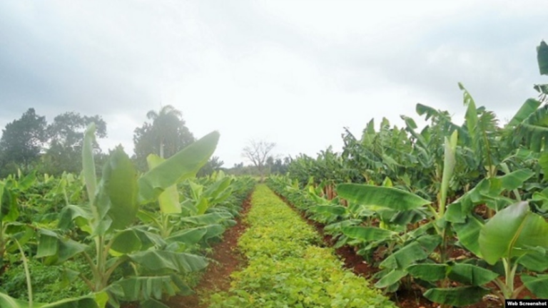 Diseño sin título - 2025-12-23T003657.503