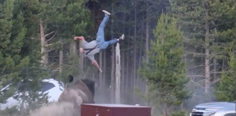 VIRAL: Bisonte embiste y lanza por los aires a anciano en Yellowstone: fotógrafo revela lo que el video no mostró