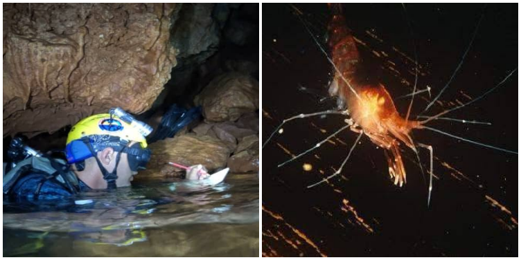 Buzos cubanos confirman la supervivencia del camarón de cueva, especie endémica en peligro crítico, más de cinco décadas después de su último registro