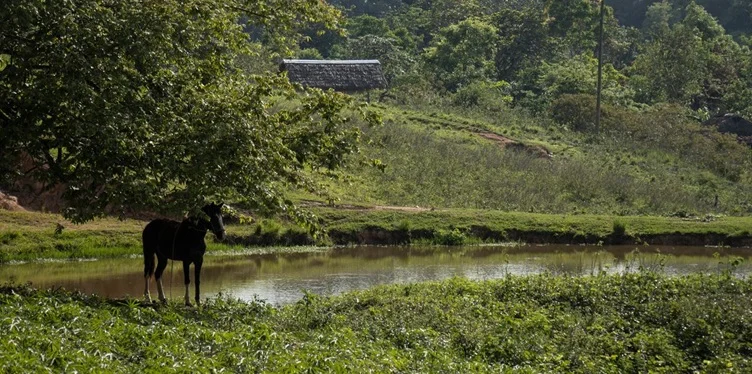 Cuba tiene capacidad para producir el 80% de sus alimentos, pero el modelo del régimen asfixia al campo