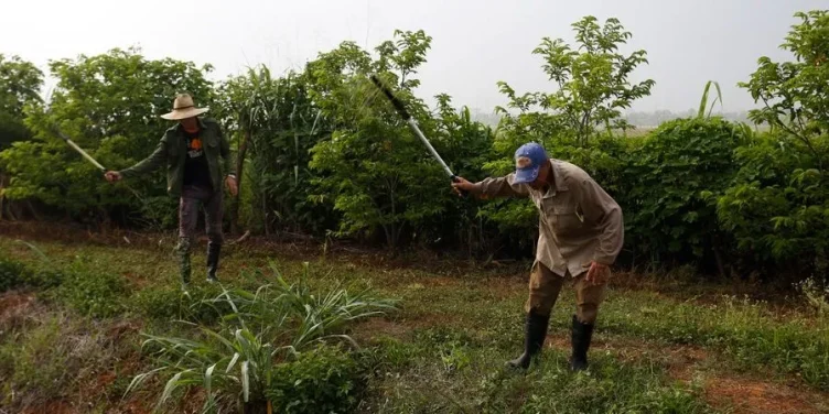 El fracaso de la Reforma Agraria: 66 años de expropiación estatal, colapso agropecuario y éxodo migratorio en Cuba
