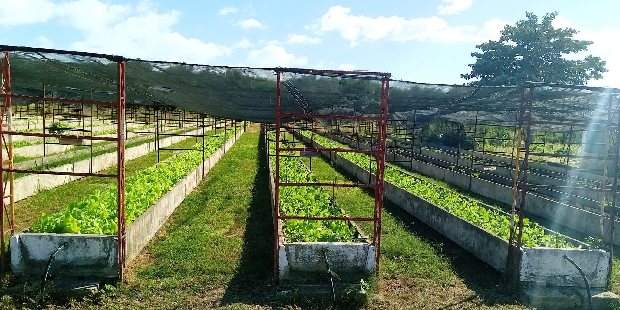 El régimen de La Habana celebra 38 años de agricultura urbana mientras la isla enfrenta un colapso alimentario sin precedentes