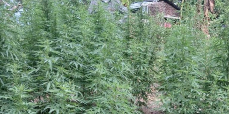 Ocupan 170 plantas de marihuana en Songo La Maya mientras el régimen niega la producción nacional de estupefacientes