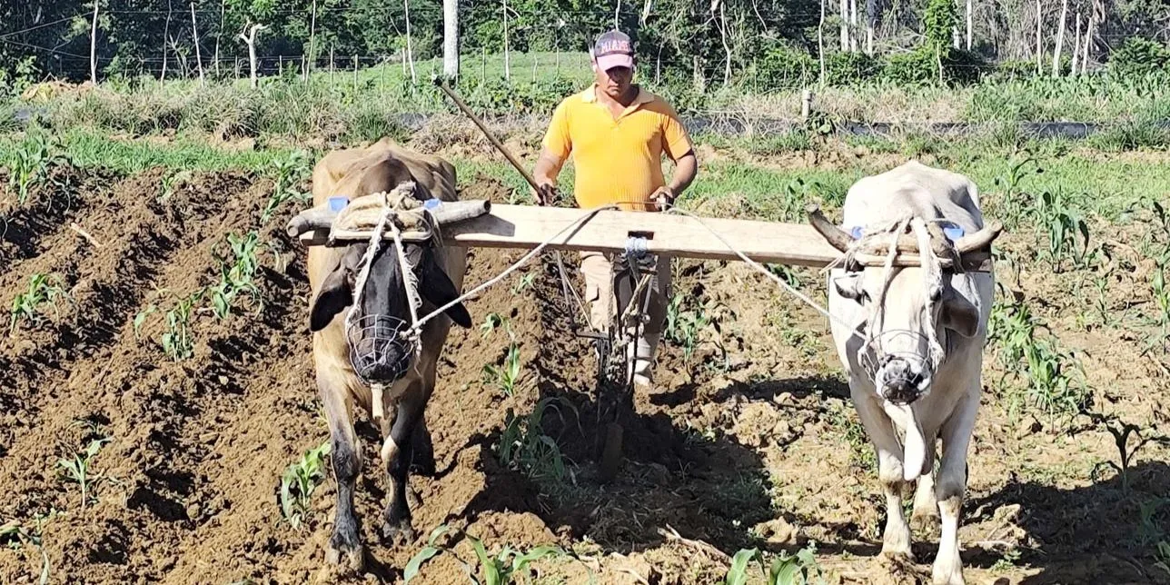 Colapso ganadero en Villa Clara: sequía, ineficiencia estatal y hurto de reses profundizan la crisis alimentaria