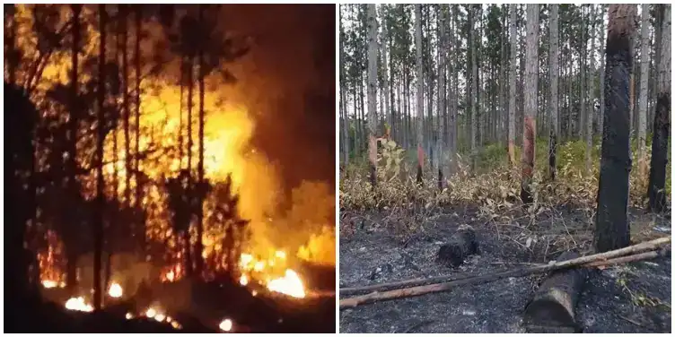 Incendio forestal consume más de 200 hectáreas en Pinar del Río ante la incapacidad de las autoridades para controlar las llamas