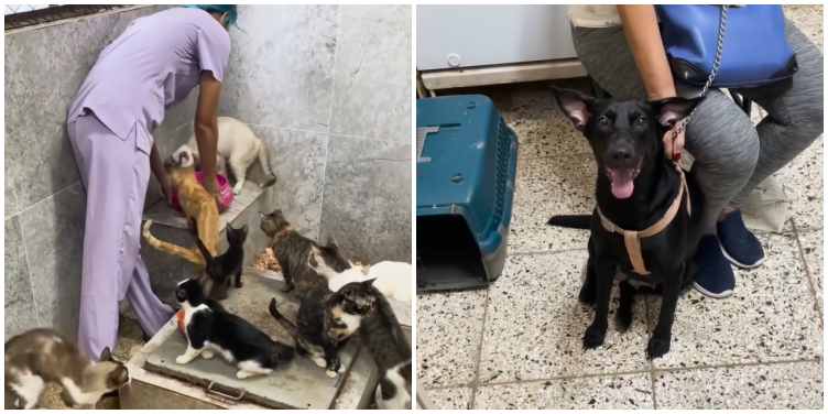 Refugios independientes en Cuba sobreviven al abandono estatal cinco años después de la Ley de Bienestar Animal