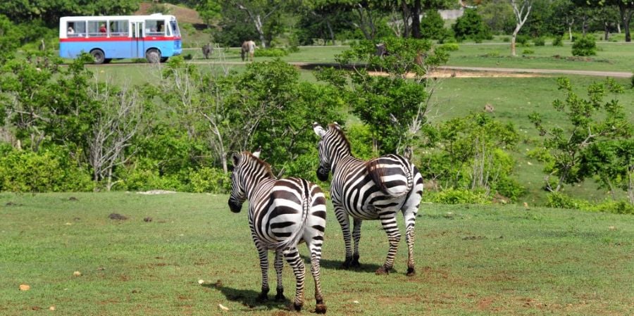 El colapso energético obliga al cierre indefinido del Zoológico Nacional de Cuba y pone en riesgo la fauna