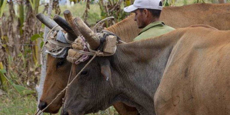 Colapso agropecuario en Cuba: el régimen moviliza a más de 330 jinetes en Camagüey para frenar el robo de ganado