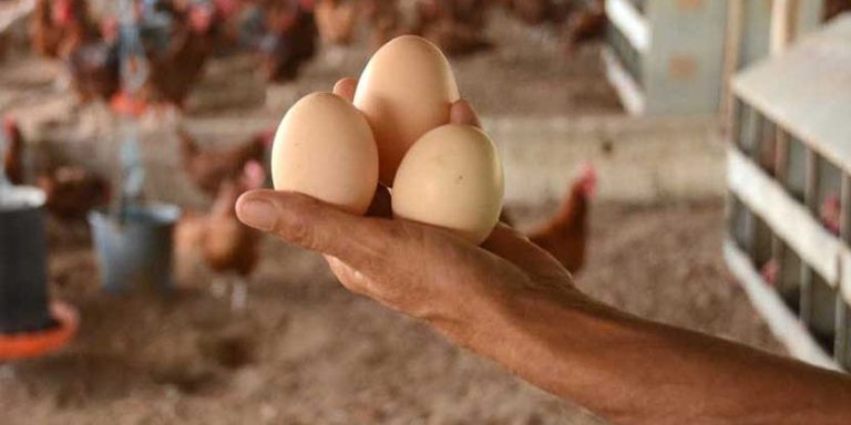 República Dominicana exporta 65 millones de huevos mensuales a Cuba ante el colapso de la producción avícola en la isla