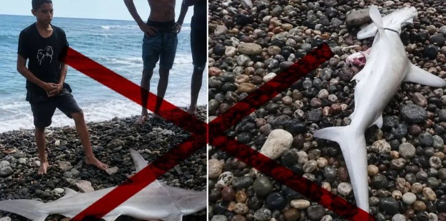 Buzos santiagueros alertan sobre capturas de tiburones: “La gente busca sobrevivir como puede”