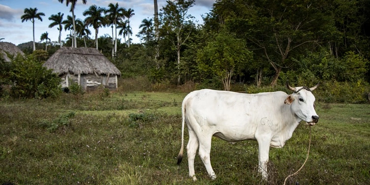El despojo de la finca El Masío: cómo la Reforma Agraria sirvió de pretexto para confiscar el fruto de toda una vida