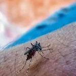 MINSAP admite aumento de dengue y chikungunya en Cuba mientras minimiza la gravedad del brote epidemiológico