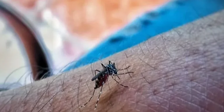 Cuba acumula casi 44.000 casos de dengue y chikunguña mientras el sistema sanitario colapsa por falta de recursos