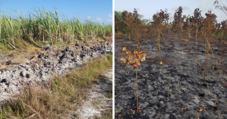 Incendio en Puerto Padre destruye proyecto forestal por negligencia de capital extranjero protegido por el régimen