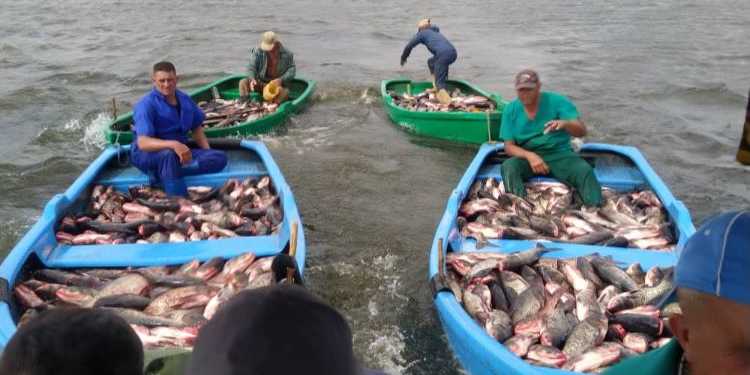 El colapso energético en Cuba hunde la pesca estatal y agrava la inseguridad alimentaria